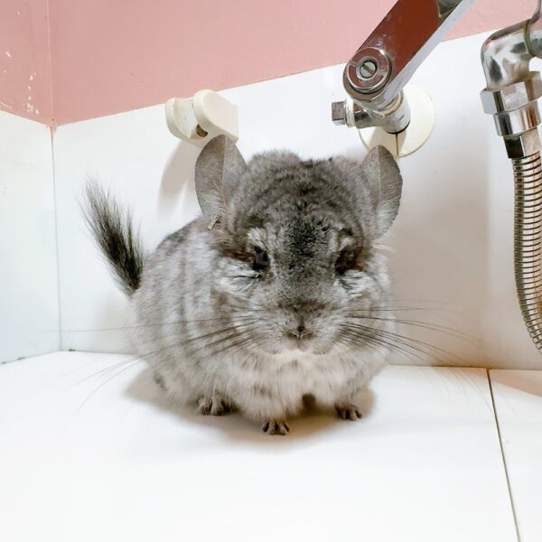 【ケア販売】ロイヤル・ペルジアン・アンゴラ　スタンダードグレー　男の子《スピーマ》